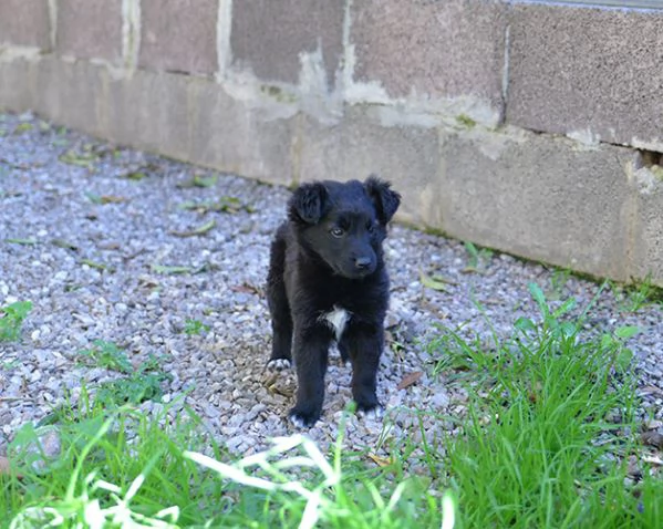 Perla bellissimo cucciolo femmina in adozione | Foto 4