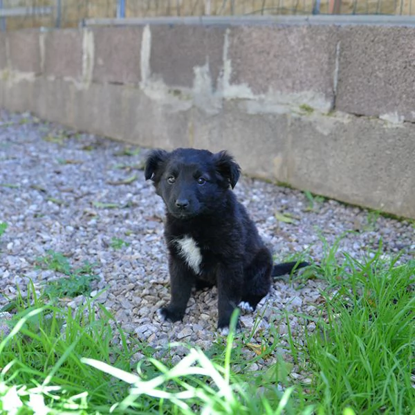 Perla bellissimo cucciolo femmina in adozione | Foto 3