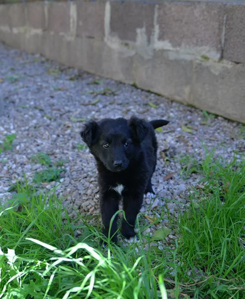 Perla bellissimo cucciolo femmina in adozione | Foto 2