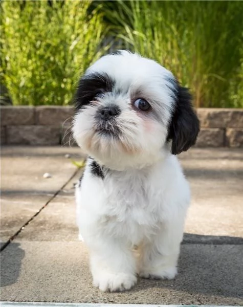 regalo cuccioli shih tzu