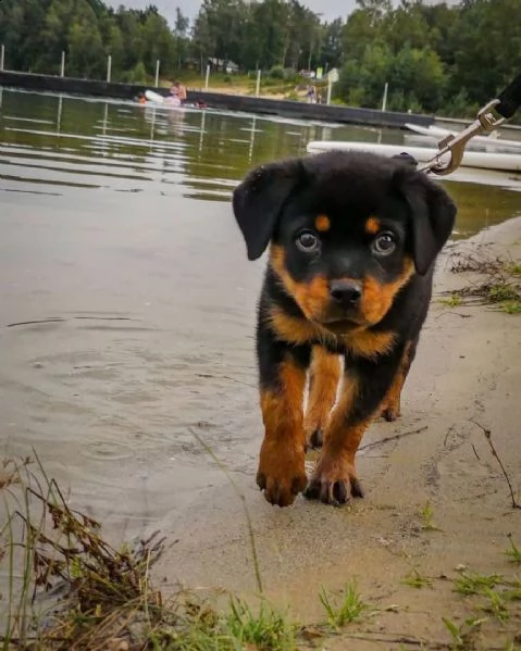 regalo cuccioli di tipo rottweiler con i capelli corti cuccioli di rottweiler, capelli corti e tutto