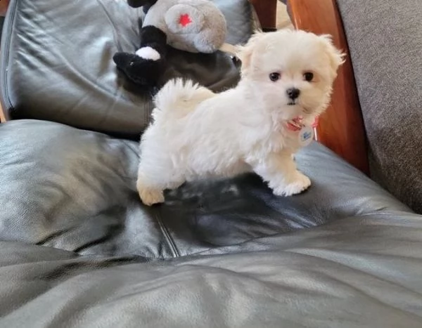 maltese toy bianco (maschio e femmina)