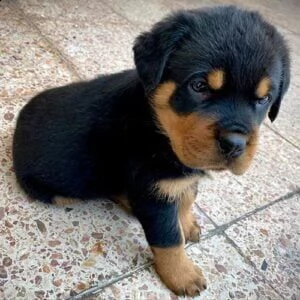 regalo rottweiler 