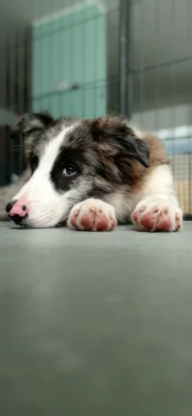 Cuccioli di border collie | Foto 9