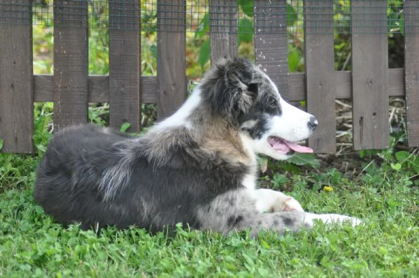 Cuccioli di border collie | Foto 8