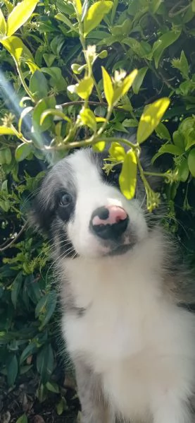 Cuccioli di border collie | Foto 6