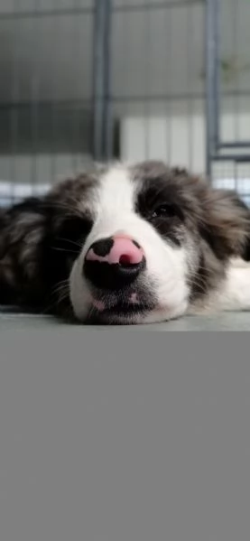 Cuccioli di border collie