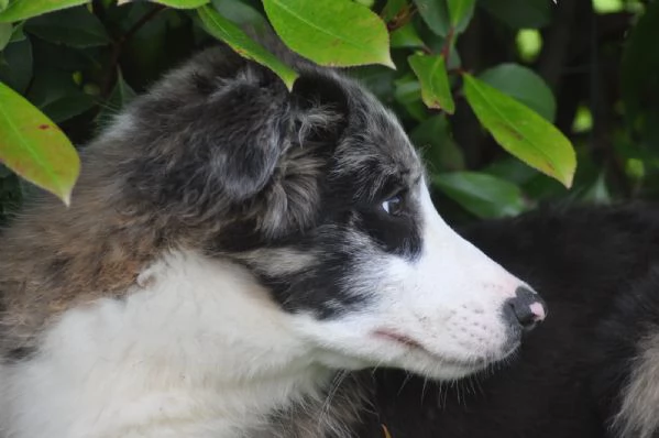 Cuccioli di border collie | Foto 5