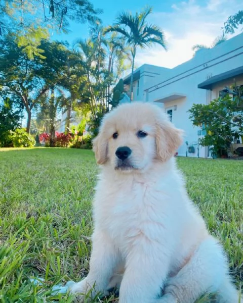 molto urgente !!! regalo golden retriever cuccioli belli e simpatici. maschio e femmina pronti per u