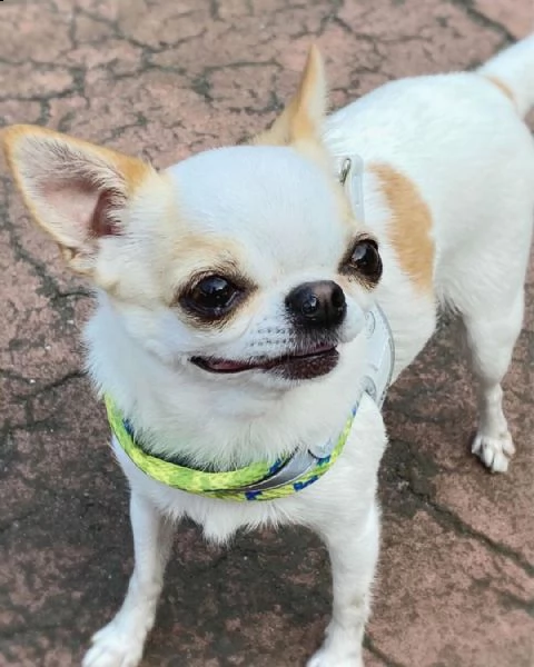 meraviglioso regalo di chihuahua  cuccioli di chihuahua di ottima genealogia, già vaccinati, svermin