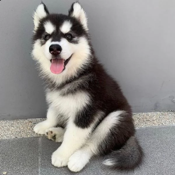 regalo cuccioli di razza siberiano husky consegna con il libretto sanitario,  il michrochip, vaccina