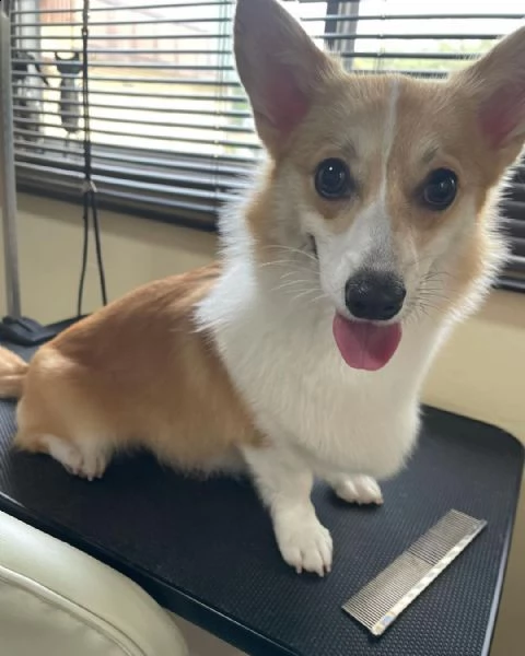 disponibili cuccioli di welsh corgi di tre mesi e si cedono con gia le vaccinazioni, svermazioni e m