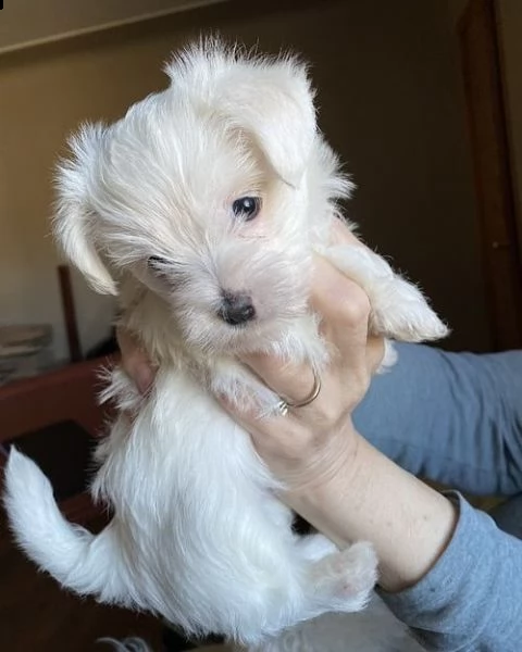 cuccioli maltese toy massimo 2kg e mezzo