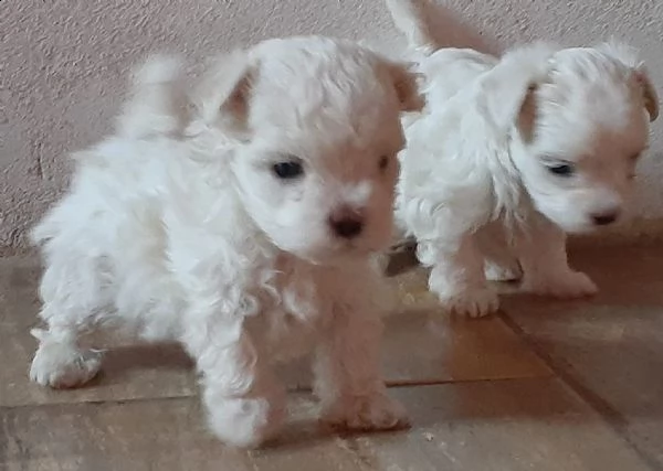 maltese toy bianco (maschio e femmina) | Foto 0