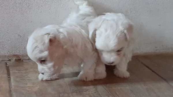 maltese toy bianco (maschio e femmina)