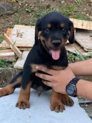 regalo rottweiler  | Foto 0