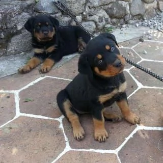 regalo rottweiler 