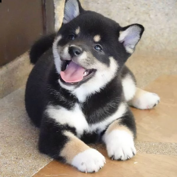 regalo due cuccioli di shiba inu per l'adozione