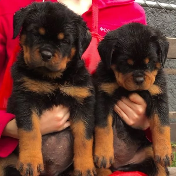 regalo cuccioli di tipo rottweiler con i capelli corti cuccioli di rottweiler, capelli corti e tutto