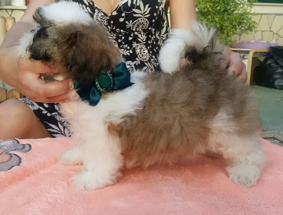 meravigliosi cuccioli di shih tzu | Foto 2