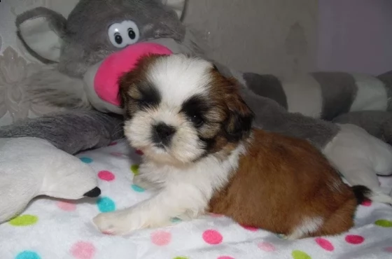 meravigliosi cuccioli di shih tzu | Foto 1