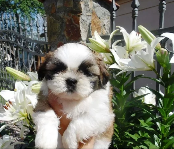 meravigliosi cuccioli di shih tzu | Foto 0