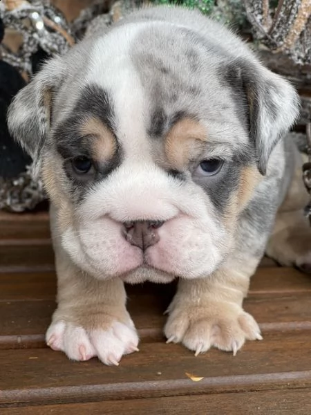 cuccioli inglese bulldog disponibili per adozione 