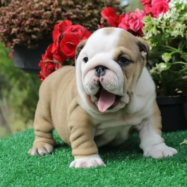 cuccioli inglese bulldog disponibili per adozione cuccioli disponibili bulldog inglese cuccioli disp