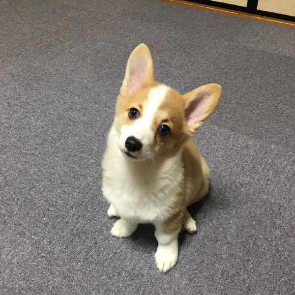 regalo cuccioli di tipo welsh corgi  con i capelli corti cuccioli di welsh corgi, capelli corti e tu