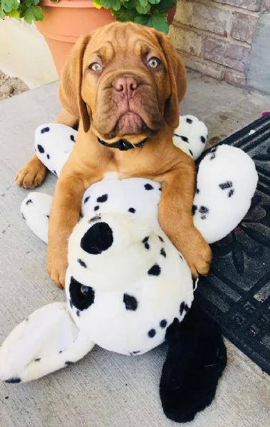  regalo cuccioli di dogue de bordeaux disponibili 5 splendidi cuccioli di dogue de bordeaux 3 maschi