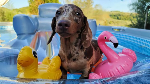 Cucciolo Bassotto Tedesco con Pedigree | Foto 3