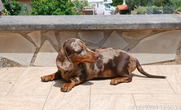 Cucciolo Bassotto Tedesco con Pedigree | Foto 2