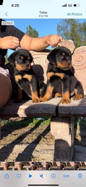 vendo cuccioli di rottweiler