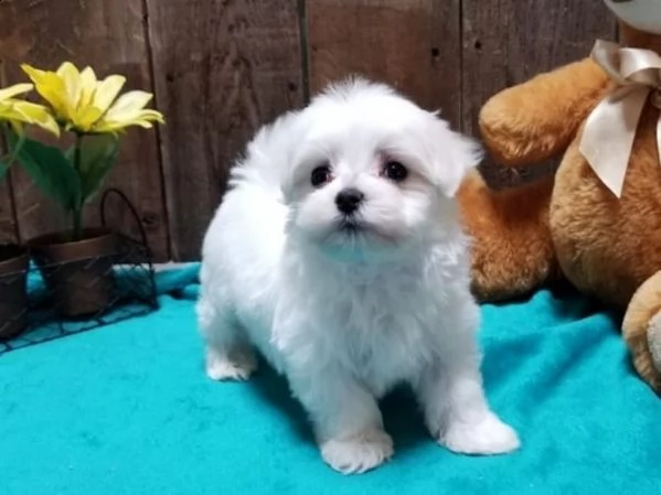 cuccioli di razza maltese tre mesi