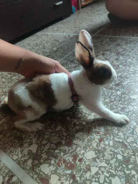 Regalo coniglio mini rex