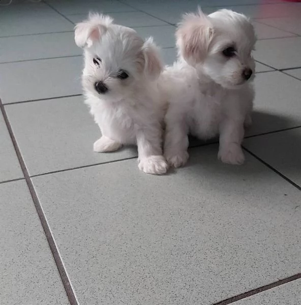 cuccioli maltese toy massimo 2kg e mezzo