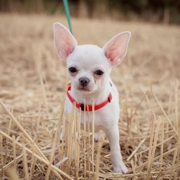 koko regalo cucciolo regalo cuccioli di chihuahua