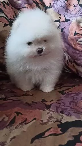 spitz pomerania maschio e femmina