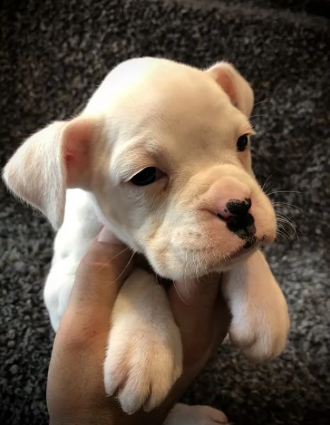 regalo cuccioli di boxer .