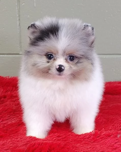 regalo volpino pomerania cuccioli 