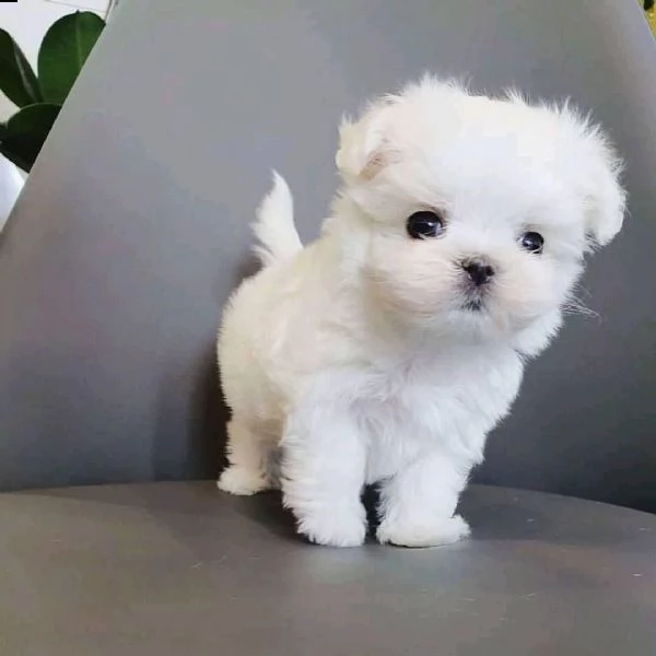 adorabili cuccioli maltesi eccezionali