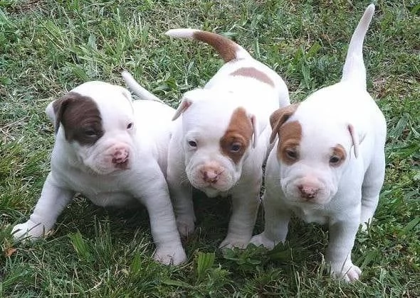  cuccioli di american pit bull terrier