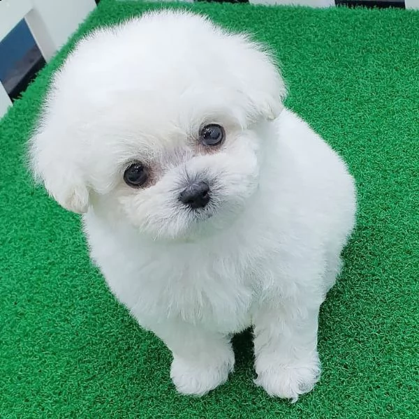 regalo maltese