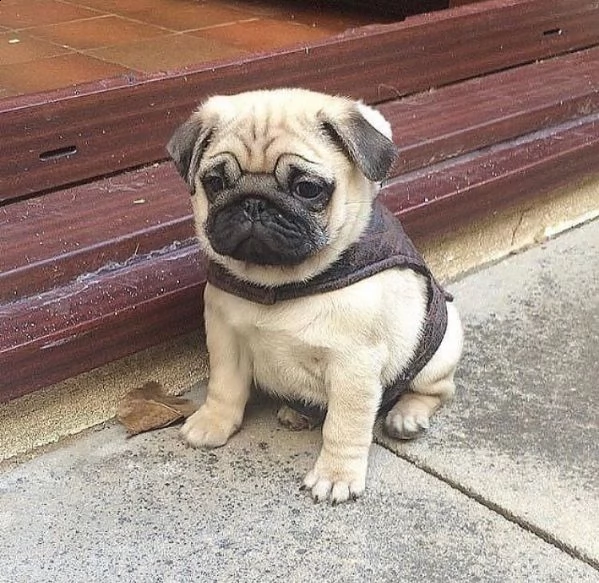 dolce simpatico regalo di cuccioli di carlino**