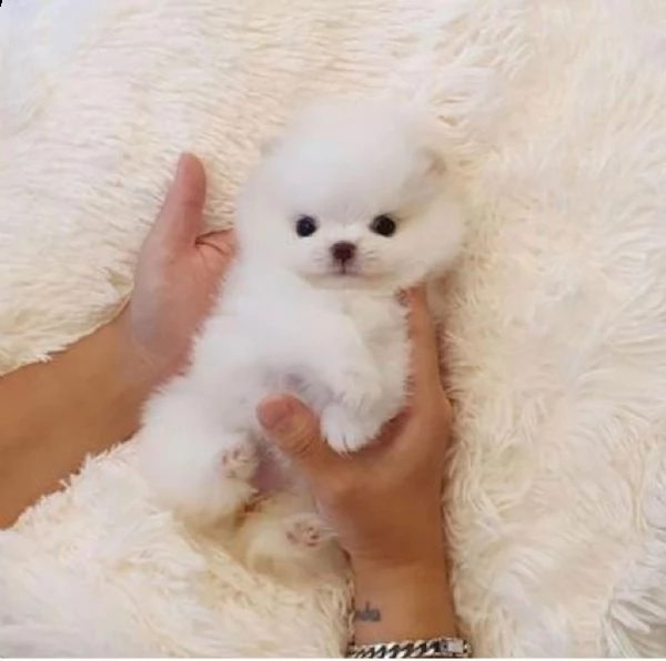 regalo cucciolo regalo pomerania mini giocattolo