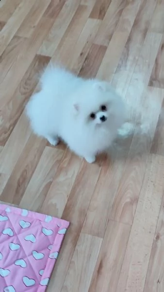 adorabile cucciolo di pomerania