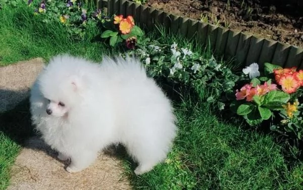 adorabile cucciolo di pomerania | Foto 1