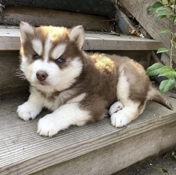 cuccioli di husky siberiano