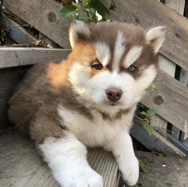 cuccioli di husky siberiano | Foto 2