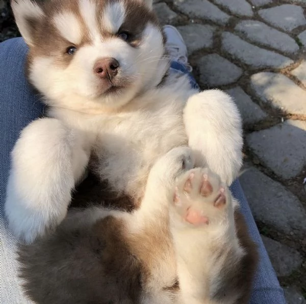 cuccioli di husky siberiano | Foto 0